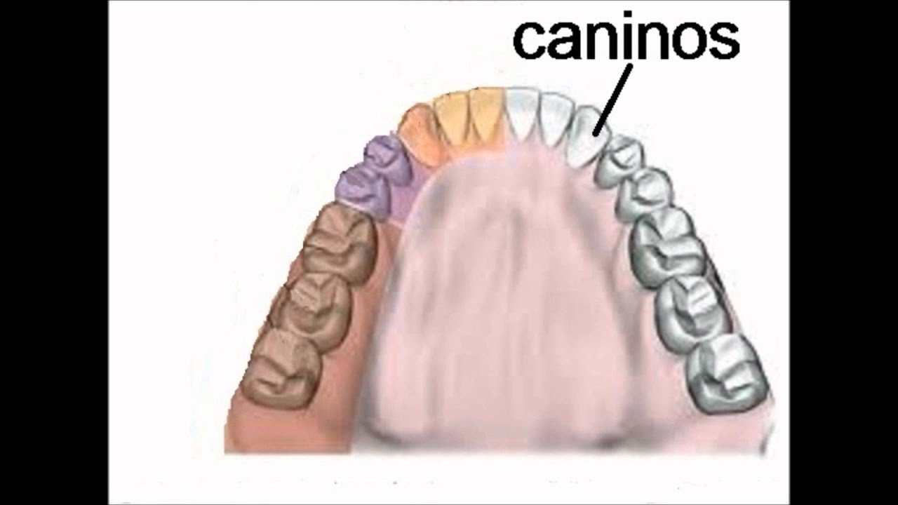 los dientes.Incisivos,caninos,premolares y molares.
