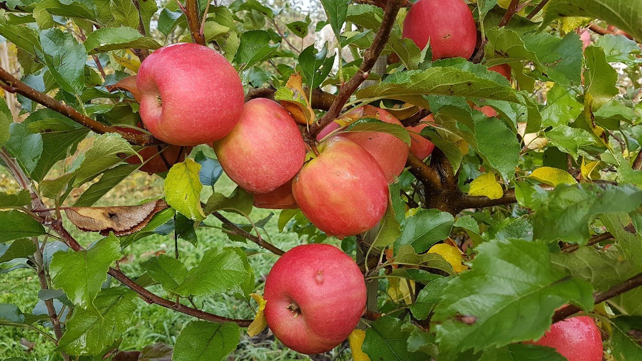 Яблоня пинк спаерс. Антоновка имрус. Яблоня вкус. Яблоня сорт вишневое. Гала барон сорт яблок.