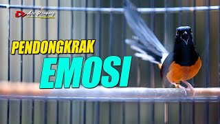 Download lagu FIGHTER !! Pendonkrak emosi MURAI APA SAJA langsung nyaut bongkar isian | shama bird song mp3