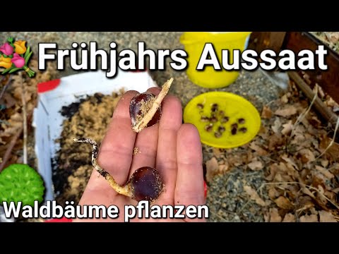 💐 Frühjahrs Aussaat von Waldbäumen 🌰 Maronen der Esskastanie, Buche & Birke #bäume #wald #brennholz