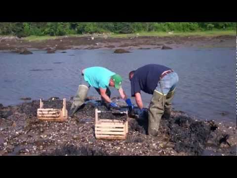 download lagu mp3 mp4 Maine Little Neck Clams, download lagu Maine Little Neck Clams gratis, unduh video klip Maine Little Neck Clams