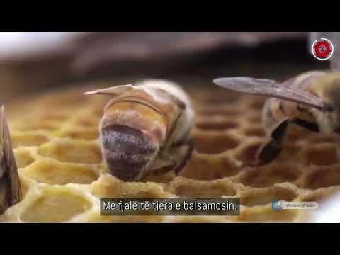 Mrekullitë e Krijimit | Mrekullia e pastrimit të kosheres së bletës