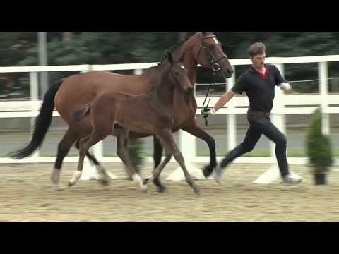 Colt by Fidertanz x Alabaster