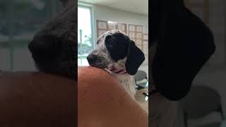 Please help puppy Conroy was rushed to 24 hr Coral Springs animal hospital Please help puppy Conroy was rushed to 24 hr Coral Springs animal hospital