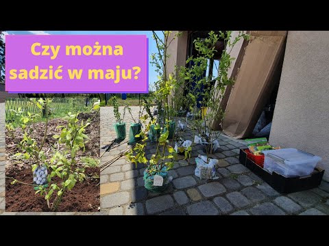 Drzewa i krzewy owocowe ze szkółki zmówiłem w maju