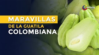 La guatila colombiana: ¿Para qué es y cuáles son sus grandes maravillas?
