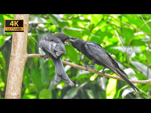 Clips of the Month | Moments of the village wildlife UHD 4K | Nikon B700 | Part -32