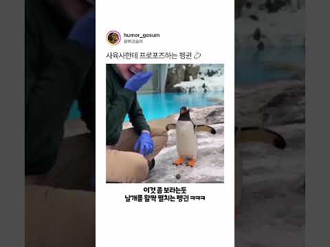 사육사한테 프로포즈하는 펭귄 💍