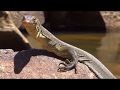 Monitor Swims Underwater Like Fish Narrated
