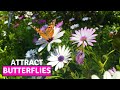 How To Collect The Seeds Of Osteospermum African Daisy Easiest Way To Propagate BirdofParadise