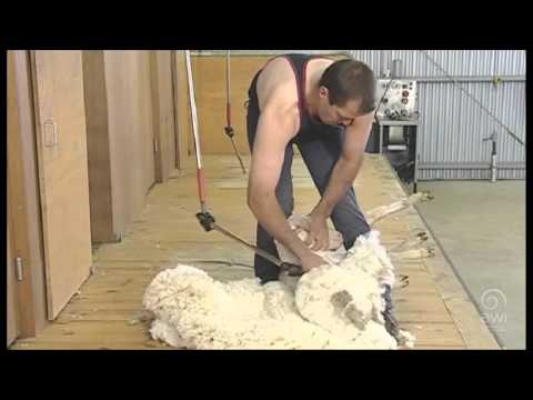 AWI Novice - Shearing Positions - The Neck and Last Side - Demonstration