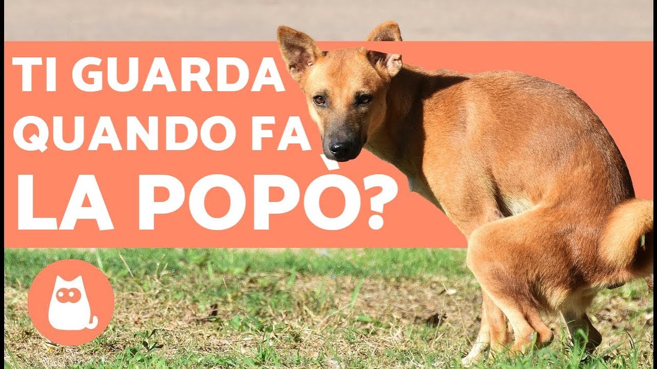 Perché il cane mi guarda quando fa la CACCA 🐶💩 Curiosità sui cani