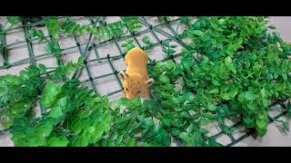 Sư tử em bé AR Video