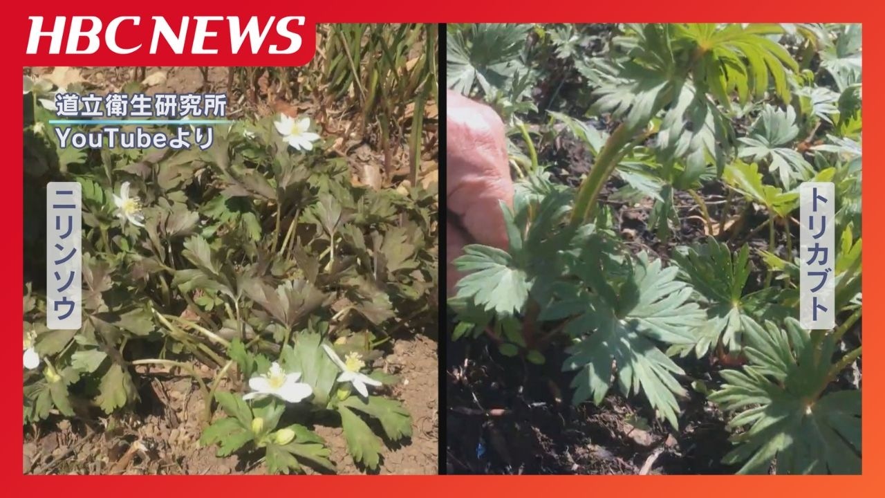 山菜採りでトリカブト誤食　ニリンソウと間違って“おひたし”で…80代男性が死亡　一緒に食べた妻は回復