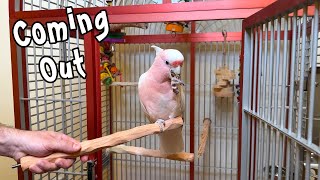 Major Mitchell's Cockatoo Learning to Come Out of Cage