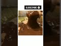 Chocolate Lava Icecream Moltenlava Asmr