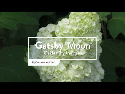 Gatsby® Moon