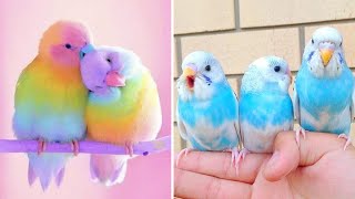 Smart And Funny Parrots Parrot Talking Videos Compilation (2024) - Cute Birds #5