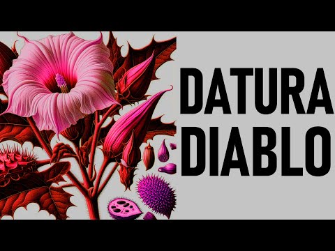 27# Dzwoń po karetkę! On coś brał! - Bieluń dziędzierzawa, Datura stramonium Narkotykowy Trip Raport