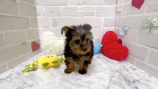 ヨークシャーテリアの動画02