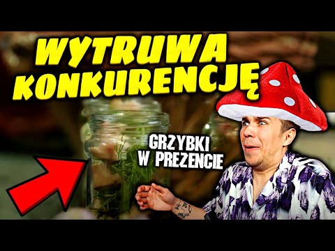 PATENT NA KASĘ - PATENT NA MORDERSTWO ?!