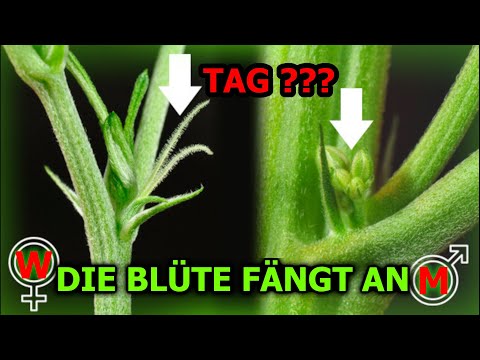 Cannabis Experiment Hydroponik 2.0& Die Groot Brüder!#cannapeace  #homegrown   #420  #cannabiskunst