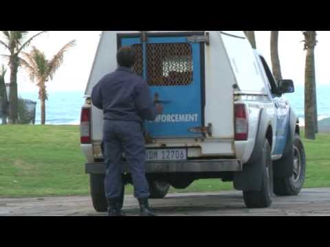 Farm Boy and Skin Head "A Chainless Reaction"