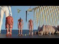 Attack On Titan Size Comparison 3D 2024 Biggest Titans In Attack On Titan In Perspective