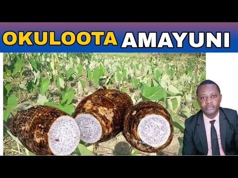 OKULOOTA AMAYUNI KITEGEZAKI