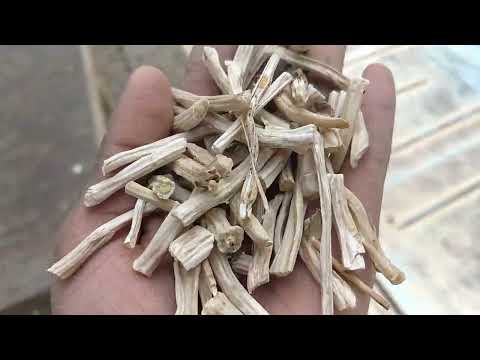 Shatavari Roots - Shatawari Jad - White - Asparagus Racemosus