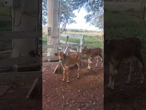Paisagem da minha Terra... Ivolândia-Goiás