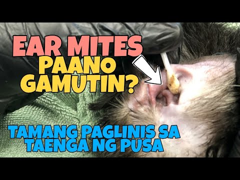 PAANO GAMUTIN ANG EAR MITES? | HOW TO TREAT EAR MITES  IN CAT? | PAANO LINISIN ANG TAENGA NG PUSA?