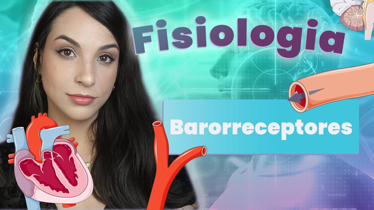 Barorreceptores | Fisiologia | Flavonoide