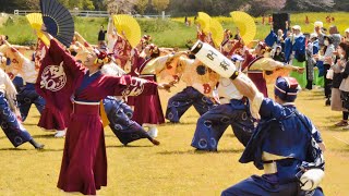 ［4K］踊り陣 叶和『主人公』【練り歩き演舞】川棚菜の花よさこい祭り2026.04.05(日)メイン会場-#川棚菜の花よさこい祭り