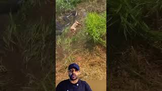 Sucuri Buscou o Cachorro 😱