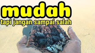 Download lagu how to find sea antlers mp3