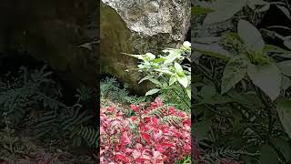 Download lagu Curug Kadaka Cikole I Lembang-Bandung #wisata  #cikole #curug #kadaka #wisatabandung #lembang mp3