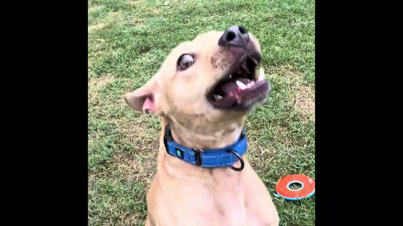 Linus, a ADOPTABLE mixed breed in Austin, TX video 5/5
