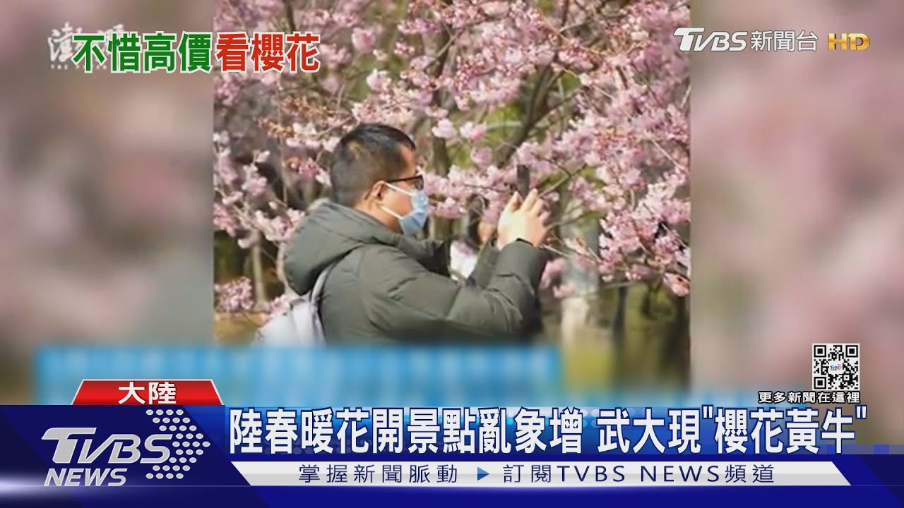 陸景點亂象多!武大現櫻花黃牛 北京客闖圓明園遺址