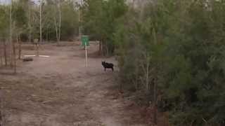 preview picture of video 'Large Sow Shot with a .50 Beowulf - Montgomery, Texas 2-22-2014'