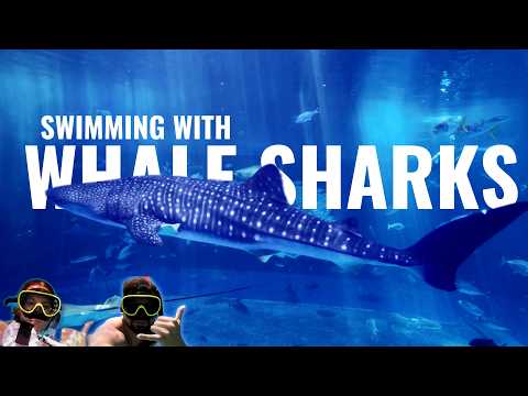 Swimming With Whales