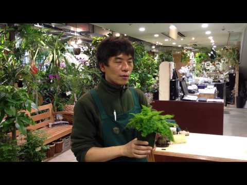 Pterostyrax corymbosusについて詳しく解説