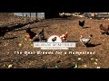 The Best Chicken Breeds for Your Homestead | McMurray Hatchery