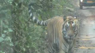 preview picture of video 'Tiger view at Dudhwa National Park 26012018'