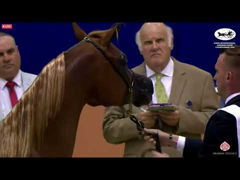 N 49 ARYAM AL REMAS   Dubai International Arabian Horse Championship 2022   Fillies 3 Years Old Clas