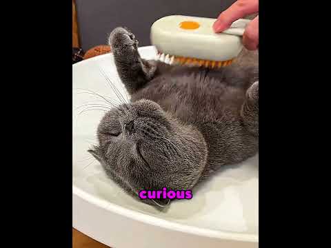 Cat OBSESSED with this grooming tool 🐱