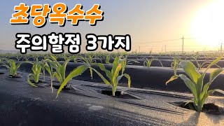 조당옥수수 심을때 주의 사항 3가지는?