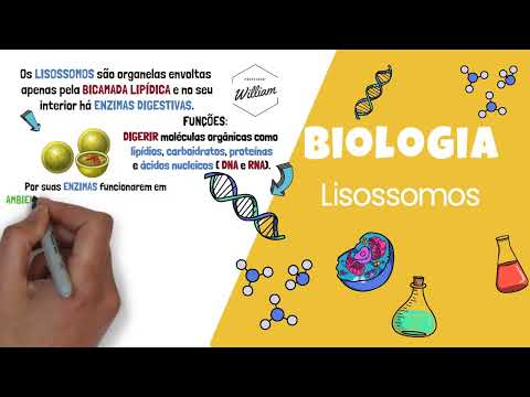 Summary Lysosomes - Organelle - Biology - Cytology l Prof. William de Andrade