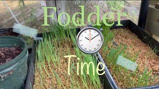 Growing Fodder from Oats Experiment