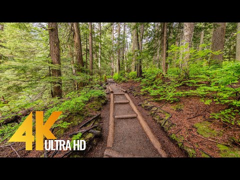 4K Virtual Forest Walk with Bird Singing and Forest Sounds - The Scenery of Frankln Falls Trail, USA